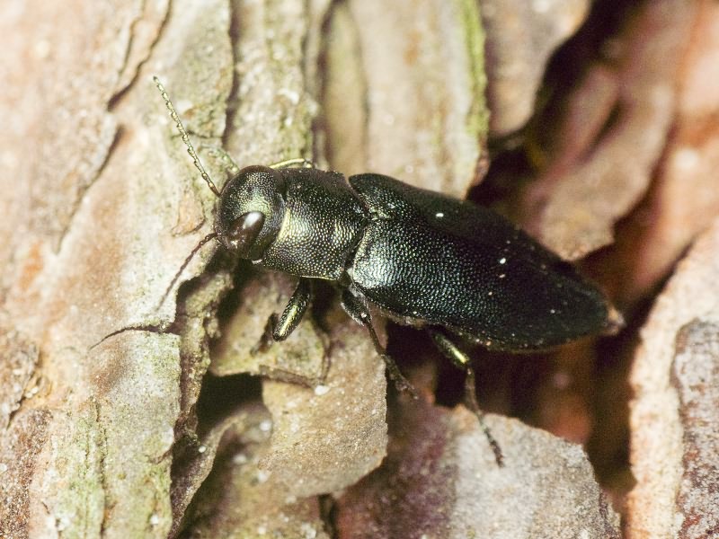 Phaenops cyaneus (Fabricius, 1775)